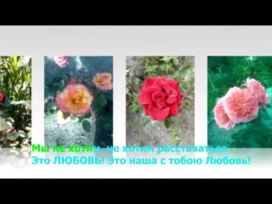 Олег и Даяна ГАВРИЛЮК - Белые, Желтые, Красные, Алые розы! Караоке