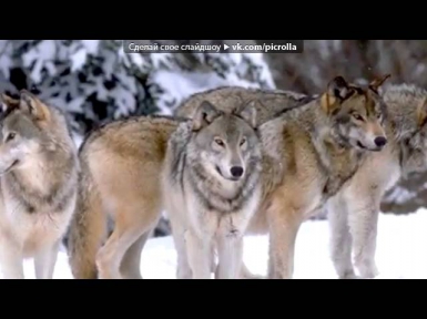 «волки» под музыку     Звуки природы   Волчий вой  Picrolla