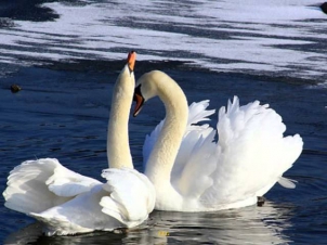 Два белых лебедя - Владимир Захаров и Рок-острова