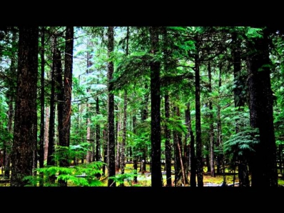 Медитация. Звуки природы. Сосновый лес