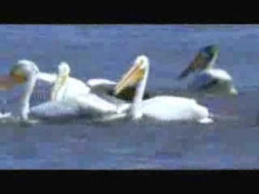 Paul Mauriat - Alouette(nice animal music) В Мире Животных Zhavoronok