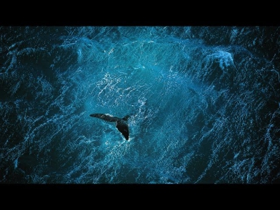Planet Ocean [UK]- the film by Yann Arthus-Bertrand