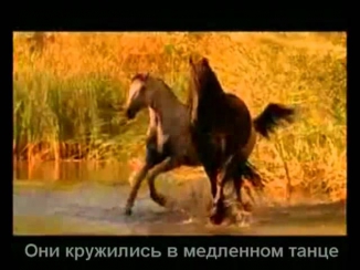 Красивая музыка о нежности и любви (Арабатский конь).mp4