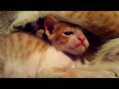TWO NEW BORN KITTENS_MICROMAX CANVAS MAGNUS A117 LOW LIGHT (NIGHT) VIDEO SAMPLE REVIEW HD