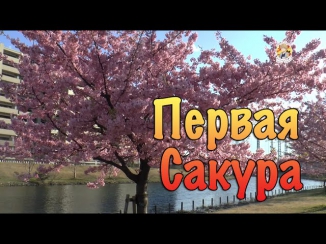 Первая Сакура в Токио и Японские Школьники