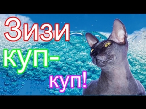 Funny cat bathing ♛ Так я купаю лысого кота!