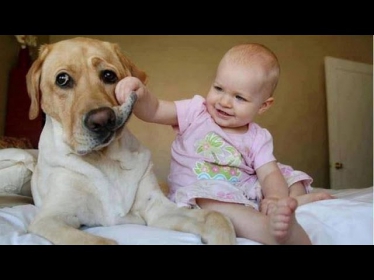 Funny babies annoying dogs - Cute dog & baby compilation