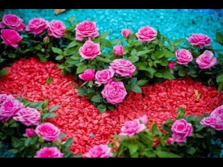 Розы и тюльпаны для моей Татьяны - Анатолий Корж HD