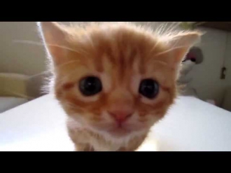 Kitten Meowing  Котенок мяукает