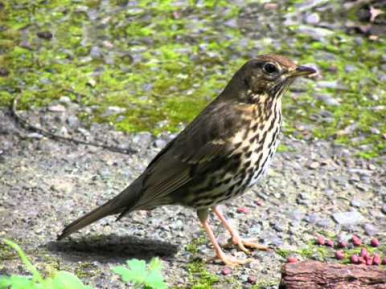 Голоса птиц - Певчий дрозд (Turdus philomelos).