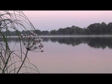 Раннее утро река цветок релакс медитация Early morning fog river  relaxation and meditation