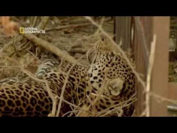 Следствие по делам хищников  Львы людоеды - документальный фильм