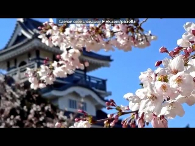 ЯПОНСКАЯ ВИШНЯ под музыку Классическая японская музыка   Цветущая вишня   Picrolla