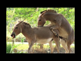 Horny Donkey trying to score at Miami Zoo