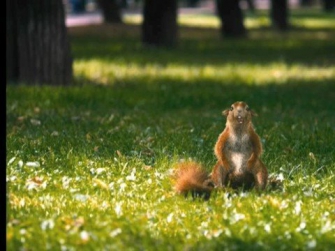 Crazy Squirrel - Snickers Commercial